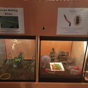 Vivariums - Royal Ontario Museum
