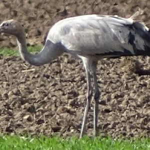 Eurasian Crane