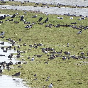 Lots of different species