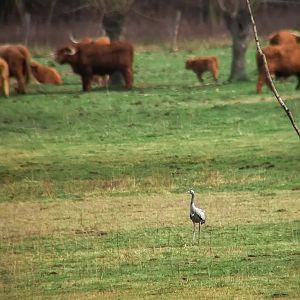 Common crane, Grus grus