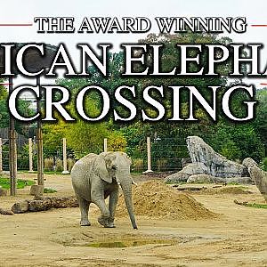 The African Elephant Crossing | Zoo Tours