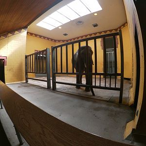 Mar. 2019 - African Savanna - Indoor Elephant Complex - Left Side