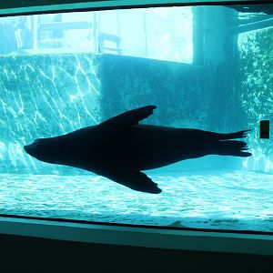 Mar. 2019 - Water's Edge - California Sea Lion/Northern Elephant Seal Tank