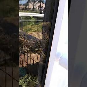 Waikiki Aquarium Giant Clams/Coral Farm - YouTube