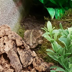 Natterjack toad - Epidaiea calamita