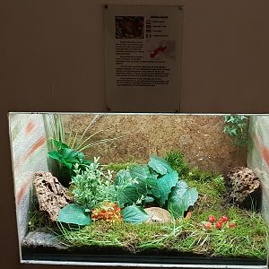 Enclosure Natterjack toad