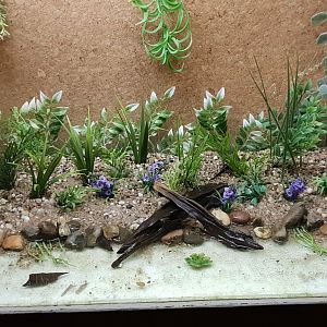 Enclosure Japanese fire-bellied newt