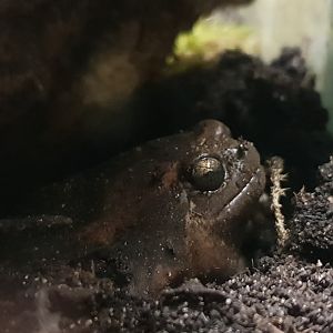 Asian painted frog - Kaloula pulchri