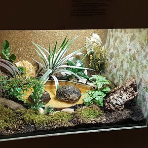 Enclosure Asian painted frog