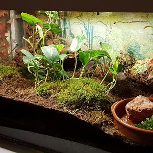 Enclosure European green toad