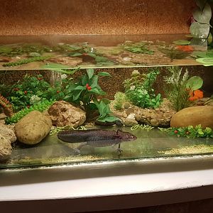 Enclosure Axolotl