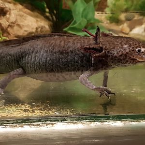 Axolotl - Ambystoma mexicanum