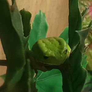 Giant monkey frog - Phyllomedusa bicolor