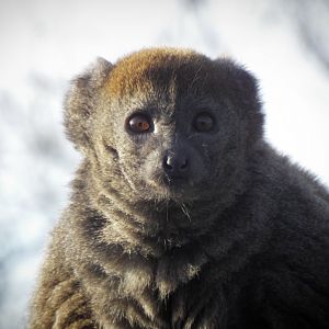 Alaotran Gentle Lemur