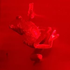 Red-eyed tree-frog - Agalychnis callidryas