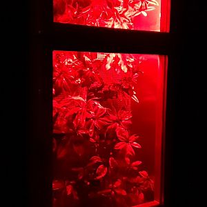 Enclosure Red-eyed tree-frog