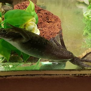 African clawed frog - Xenopus laevis