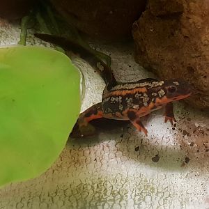 Sword-tailed newt - Cynops ensicauda