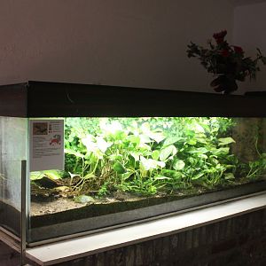 Enclosure Fire salamander