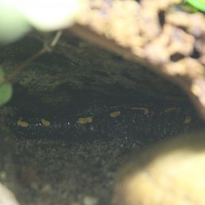 A little piece of Fire salamander