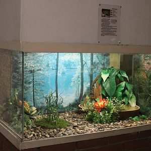 Enclosure Oriental fire-bellied toad