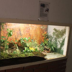 Enclosure Alpine newt
