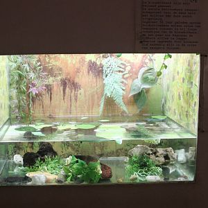 Enclosure African clawed frog