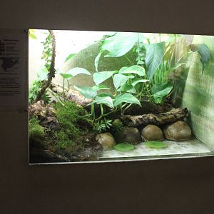 Enclosure Small-mouthed salamander