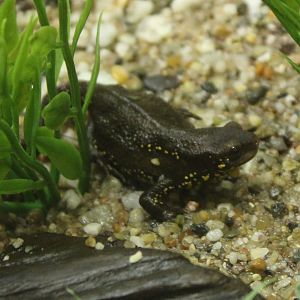 Japanese fire-bellied newt - Cynops pyrrhogaster
