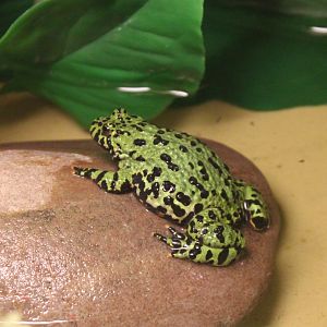 Oriental fire-bellied toad - Bombina orientalis