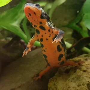 Sword-tailed newt - Cynops ensicauda