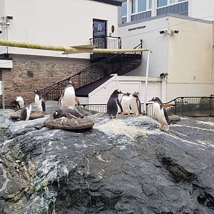 Gentoo penguin enclosure