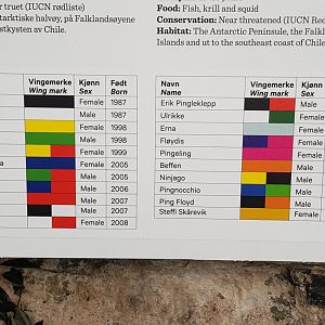 Gentoo penguin names and ages chart