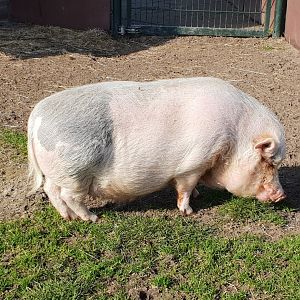 Pot-bellied pig