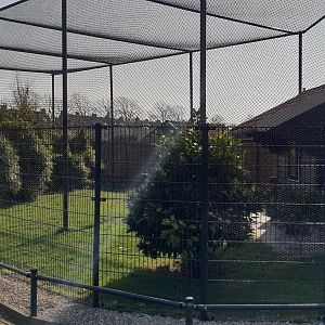 Aviary Saddle-billed stork - Guineafowl