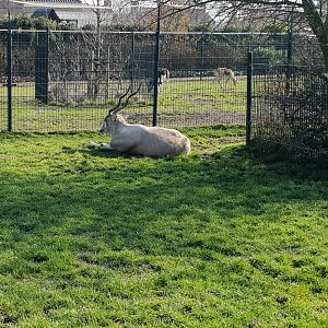 Addax and Blackbuck enclosures
