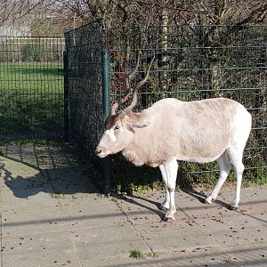 Addax
