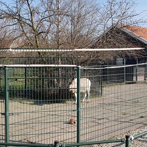 Addax seperation enclosure and stable