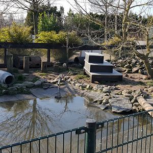 Asian small-clawed otter enclosure