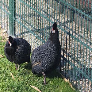 Pucheran's guineafowl