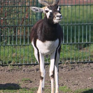Blackbuck