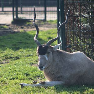 Addax