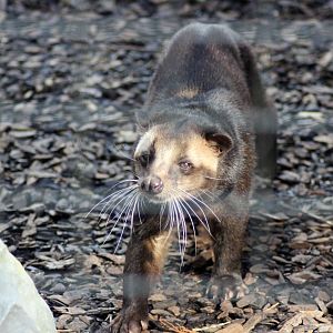 Sumatran Civet