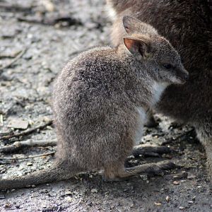 Parma Wallaby Joey