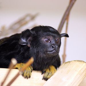 Tamarin