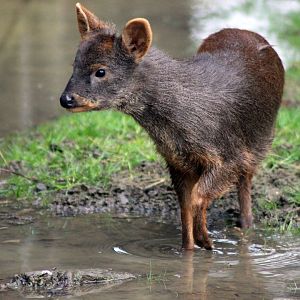 Pudu