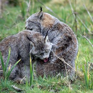 Canadian Lynx grooming each other