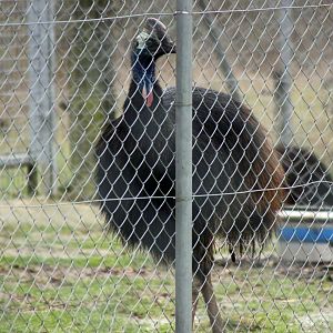 Johnstones Cassowary