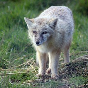 Corsac Fox