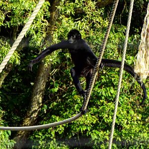 Spider Monkey Blackpool Zoo